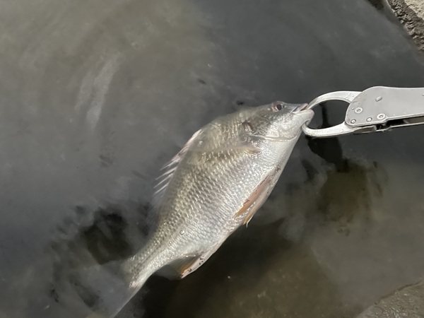 鹿浜橋で夏の夕暮れボトムチニング・シーバスも釣れてました。