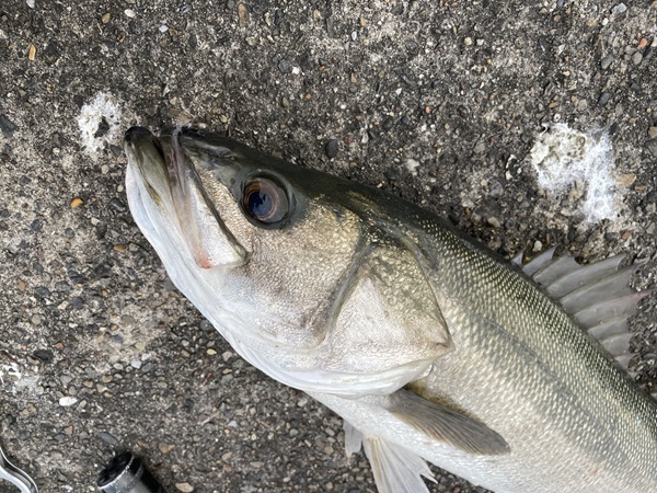 11月末の木更津沖堤防シーバスで泣きランカー１本コノシロデー