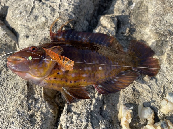 地磯カワハギを求めて三浦半島毘沙門湾へ行ったらベラＨＥＡＶＥＮ