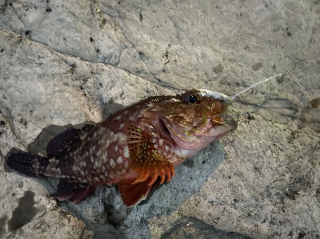 磯から太刀魚を狙いに週末で掛けた結果惨敗すぎて萎える